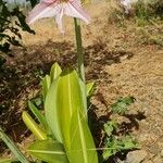 Hippeastrum reticulatum Fiore