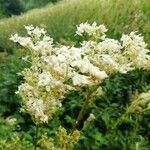 Filipendula ulmariaVirág