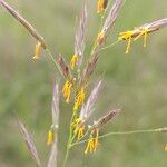 Chrysopogon gryllus Flower