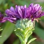 Symphyotrichum dumosum Blüte