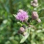 Cirsium arvenseফুল