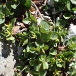 Salix herbacea Hoja