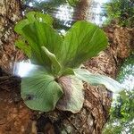 Platycerium elephantotis Leaf