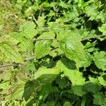 Clematis brachiata Leaf