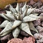 Ariocarpus retusus Blad