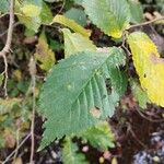 Ulmus minor Leaf