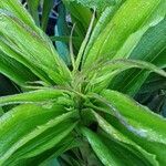 Dianthus barbatus Blad