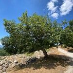 Quercus pyrenaica Συνήθη χαρακτηριστικά
