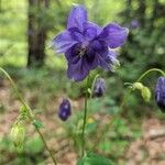 Aquilegia alpinaKvet