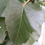 Ficus palmata Ліст