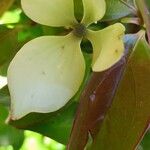 Cornus hongkongensis Blüte