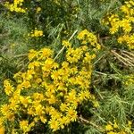 Senecio brasiliensis Flor
