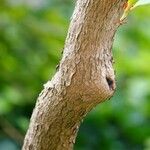 Rhododendron luteum Bark