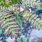 Sorbus koehneana Leaf