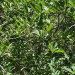 Rhamnus alpina 樹皮