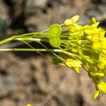 Biscutella arvernensis Flower