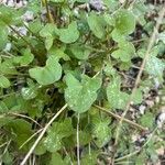 Rumex scutatus Hoja