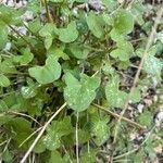 Rumex scutatus Frunză