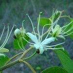 Capparis quiniflora Kukka