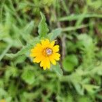 Calendula arvensisFlower