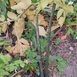 Amorphophallus konjac Habit