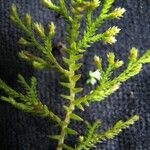 Selaginella chrysocaulos