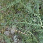 Ruta angustifolia Tabia
