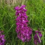 Orchis mascula Õis