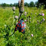 Cirsium arvense Alkat (teljes növény)