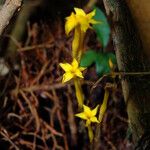 Voyria aphylla 花