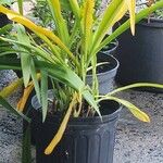 Crinum asiaticumLehti