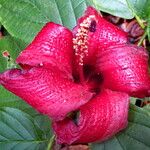 Hibiscus elatus Kwiat