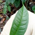 Eugenia coffeifolia Hostoa