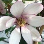 Magnolia figo Hoja