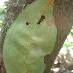 Phyllocosmus africanus Leaf