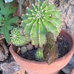 Echinopsis oxygonaLeht