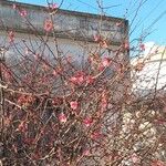 Chaenomeles japonicaফুল