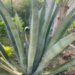 Agave asperrima Habit