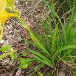 Hemerocallis minor ᱥᱟᱠᱟᱢ