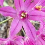 Allium acuminatum Floro