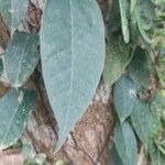 Ficus tinctoria Feuille