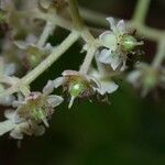 Hasseltia floribunda 花