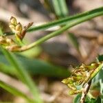 Carex ornithopoda Frutto