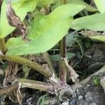 Zinnia angustifolia 樹皮