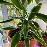 Dracaena fragrans Hostoa