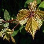 Rubus bertramii Blad