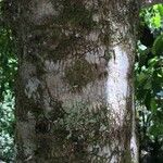 Laureliopsis philippiana Bark