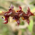 Bulbophyllum nigericum Květ