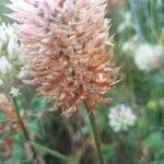 Trifolium vesiculosum Ffrwyth