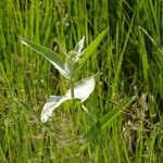 Asclepias speciosa Hoja